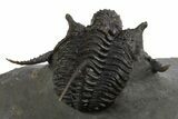 Impressive Spiny Cyphaspis Trilobite - Morocco #312721-2